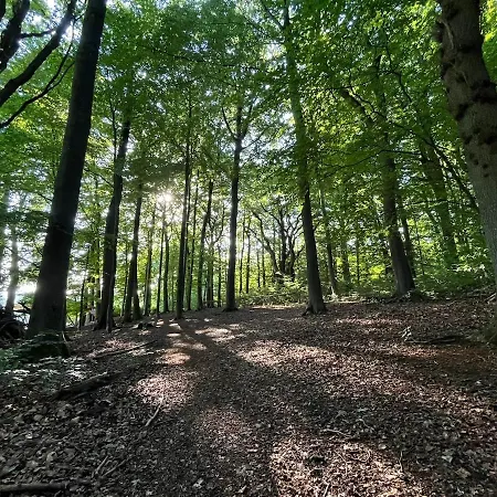 Zu Hause Im Birkenwald *