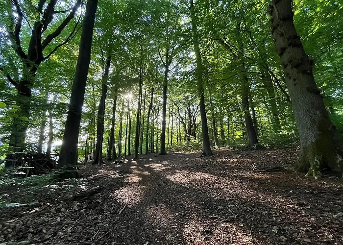 Zu Hause Im Birkenwald *